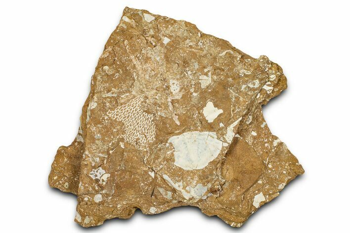 Ordovician Kukersite Oil Shale w/ Bryozoan & Trilobite Fossils #368957
